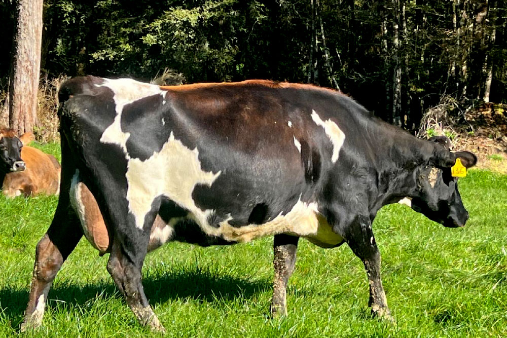 H2001SP-herd-for-sale-livestock-exchange-nz