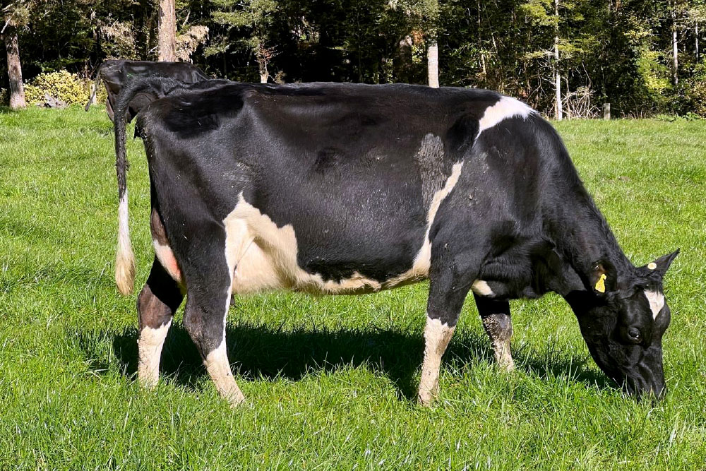 H2001SP-herd-for-sale-livestock-exchange-nz