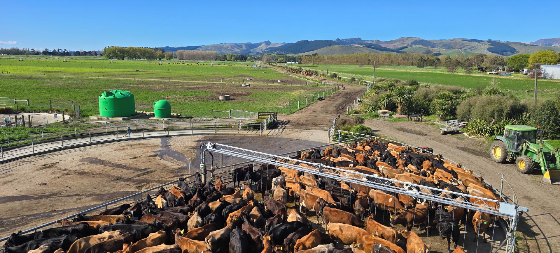 livestock-exchange-vehicle-with-cows-nz