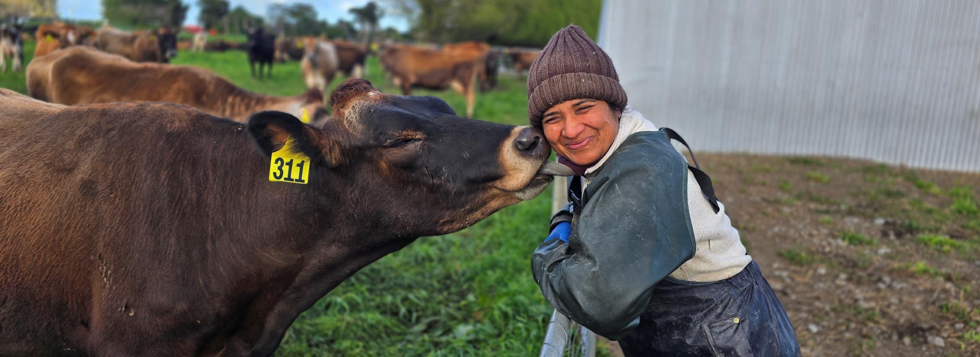 mutual-appreciation-livestock-exchange-new-zealand