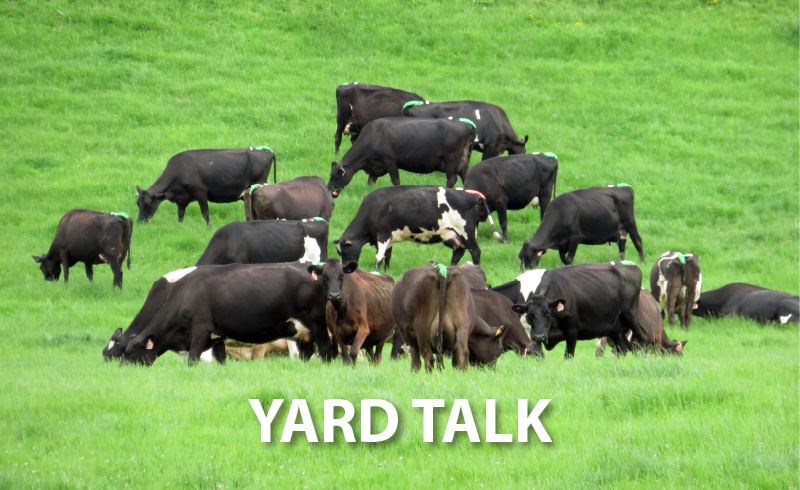 livestock-exchange-yard-talk-newsletter